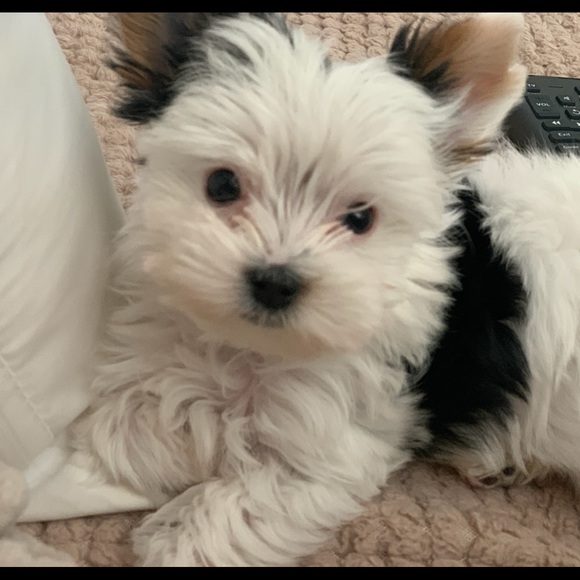 Meet your Posher, Susan - Picture 4 of 4